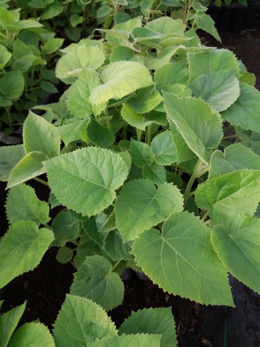 Paulownia Elongata e SHAN TONG