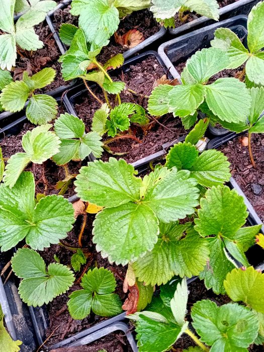 Morangueiro Camarosa em vaso