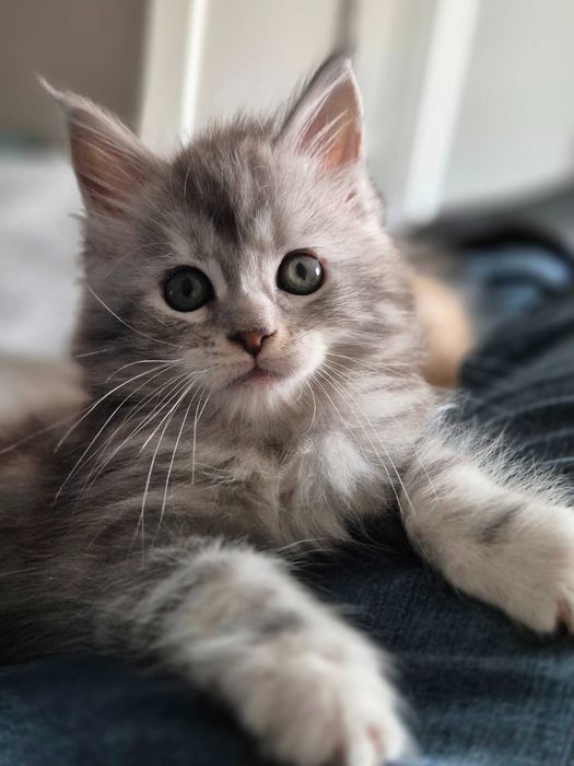 Śliczna kotka Maine Coon , srebrna FPL