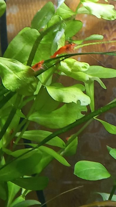 Аквариумные креветки, ярко оранжевые