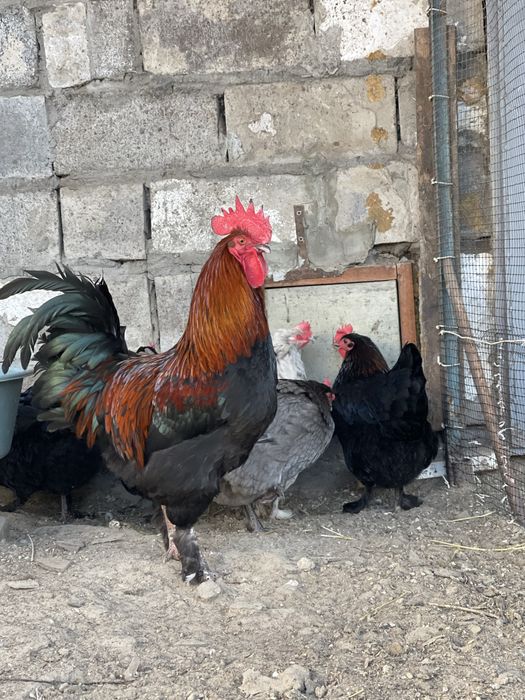 Яйце інкубаційне, Маран.