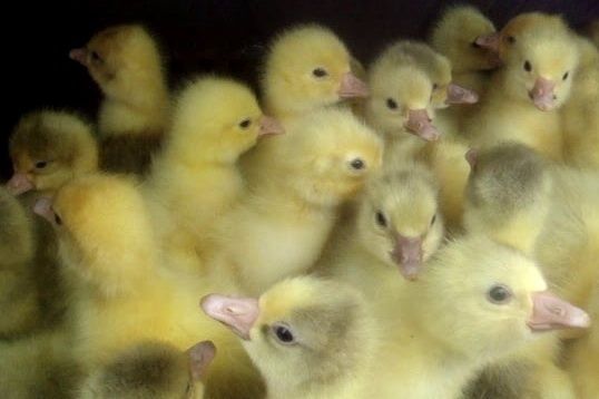 Добова Птиця  під замовлення