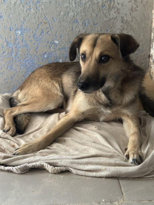 Собачка Собака Песик Цуцик