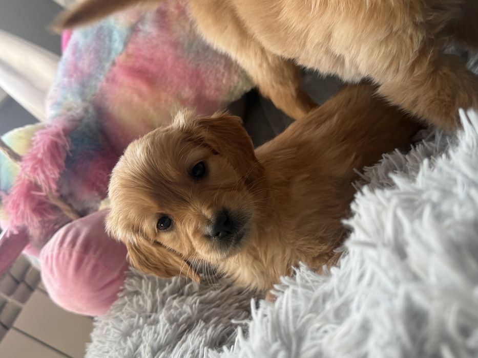 Golden retriever sunia 4 pololeniowy rodowód  złote od zaraz