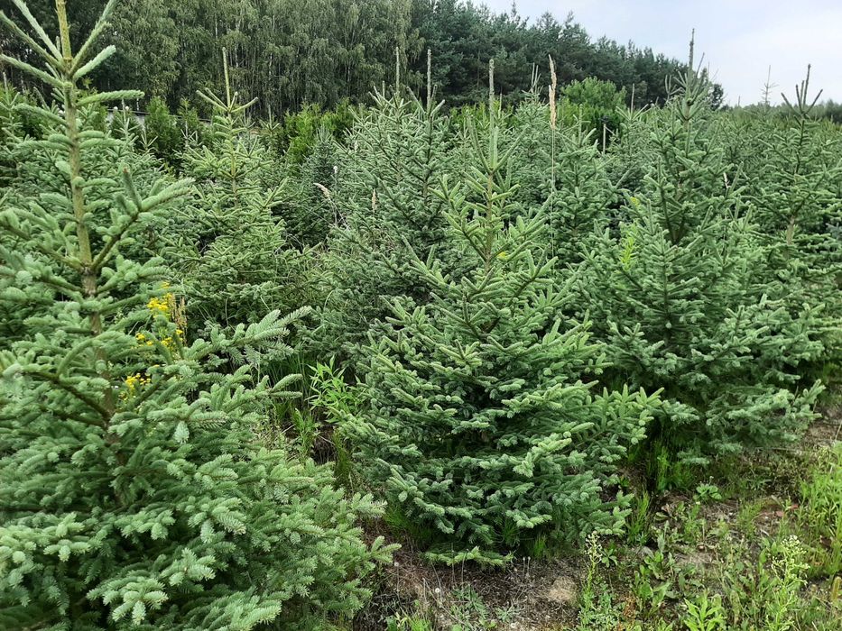 świerk Biały odm. Densata 200 cm