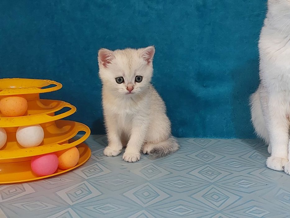 Срібна шиншилла котики