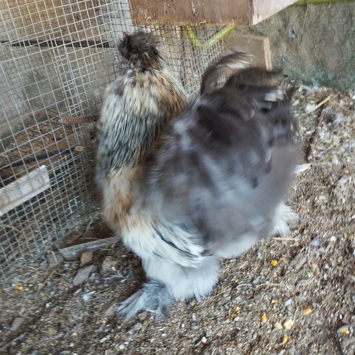 Macho de sedosa para quem gosta