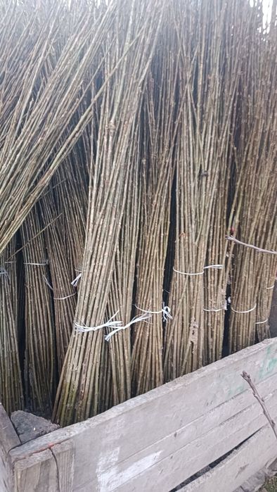 Podkładka Colt, Ałycza, gruszka KONFERENCJA pigwa s1