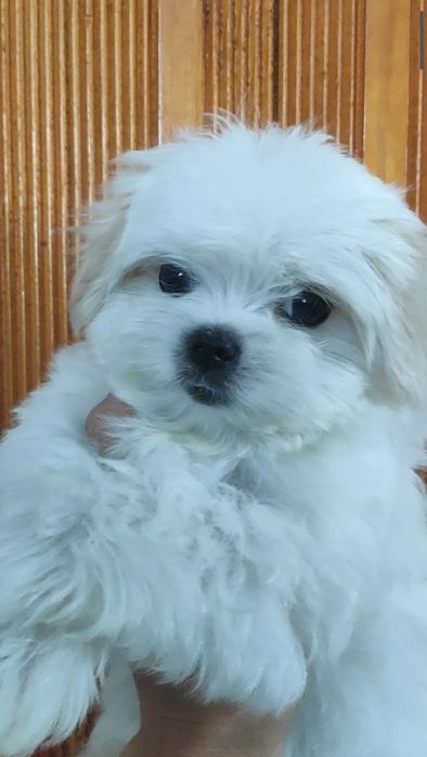 Шикарні цуценята Мальтезе