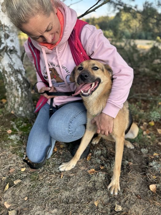 W wigilię trafił do schroniska… Forest do adopcji