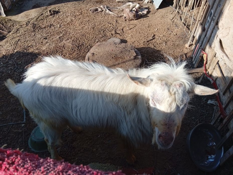 Продам козлов,цапов