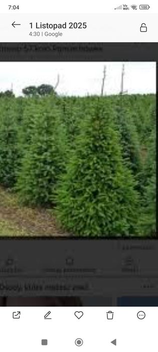 Świerki choinki na działkę i do ogrodu