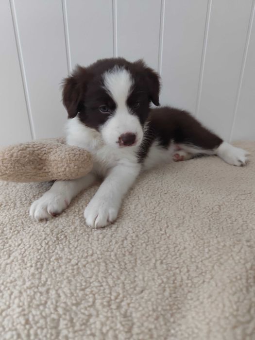 Border collie. Szczeniak. Suczka. Badania.