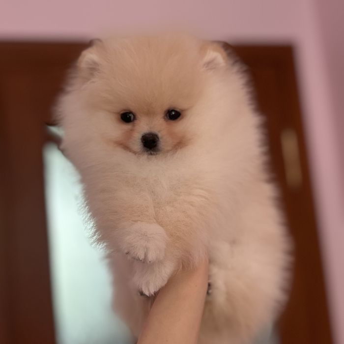 шикарний хлопчик шоу класу.