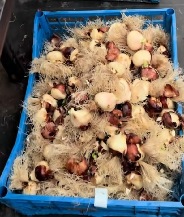 Цибулини тюльпанів на кг