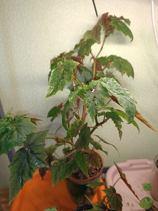 Бегонія «Lubbergei»