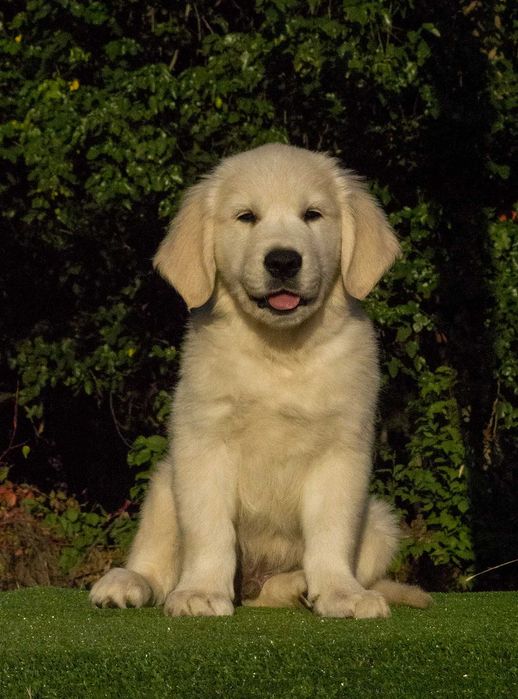 Породний хлопчик золотистий ретривер.