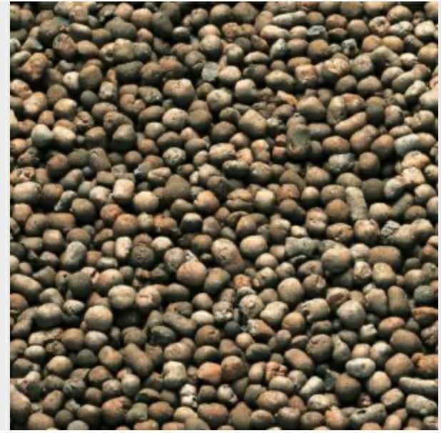 Łubin wąskolistny czyszczony