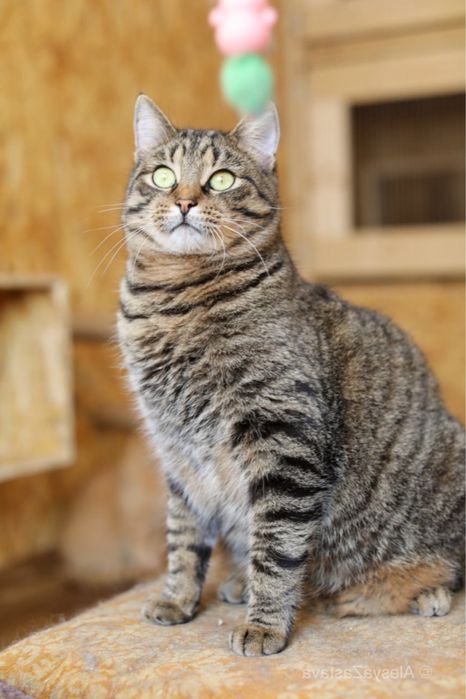 Ласковый добрый котик Лука, 2 года, красивый кот, котенок