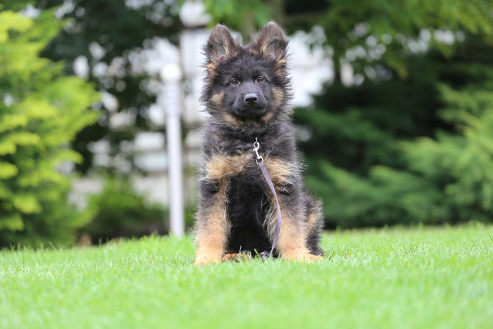 Owczarek niemiecki szczeniak