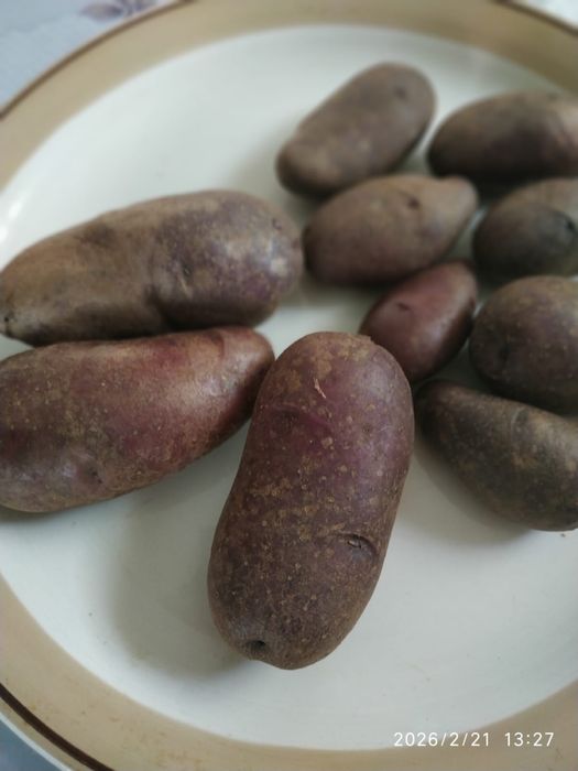 Картопля Циганка ,на посадку, насіннева, домашній сорт, синя, посадк