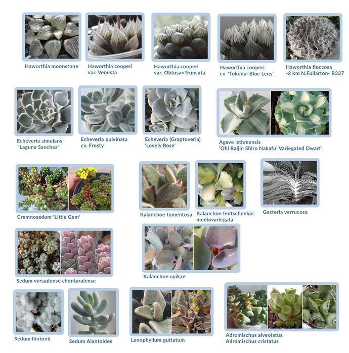 Echeveria cante эхеверия эчеверия суккулент
