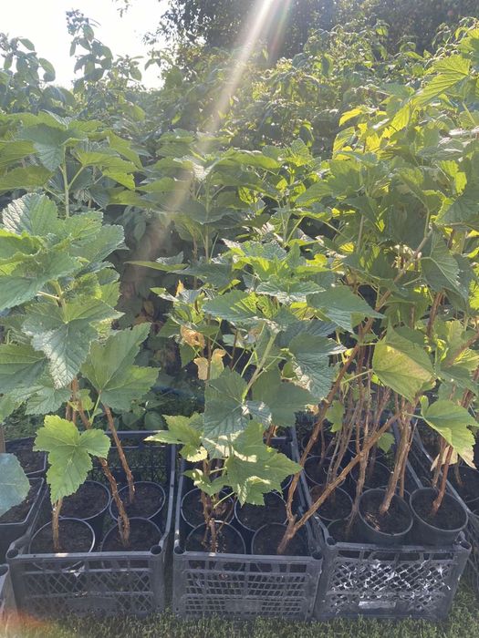 Саджанці лохини(голубики)