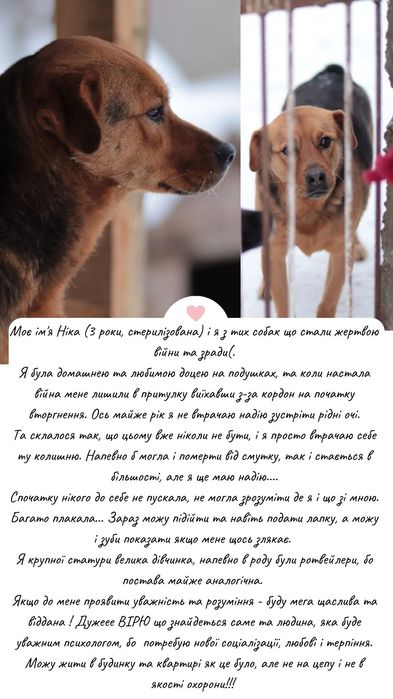 Молоді собачки в добрі руки