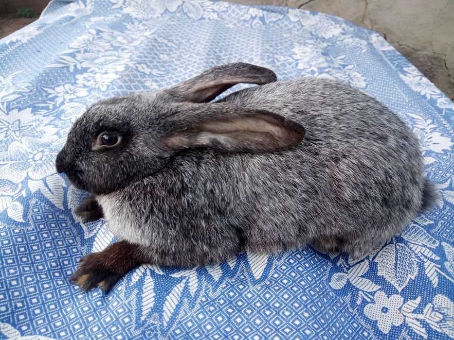 Кролики різних порід.