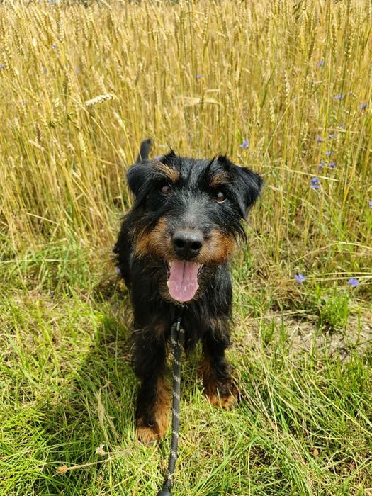 Czteroletni czujny Cydr do adopcji