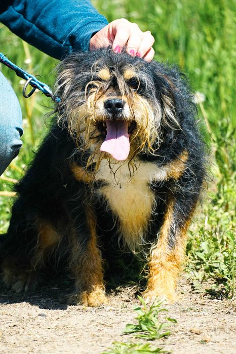 Zulus - mały, kudłaty piesek