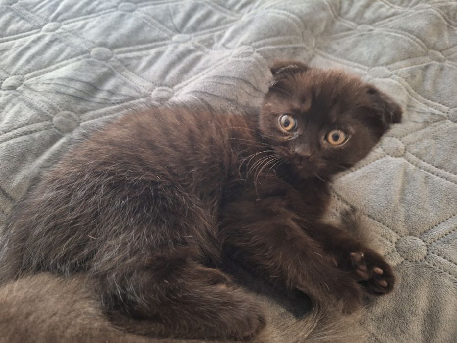 Кошенята,  2місяці.