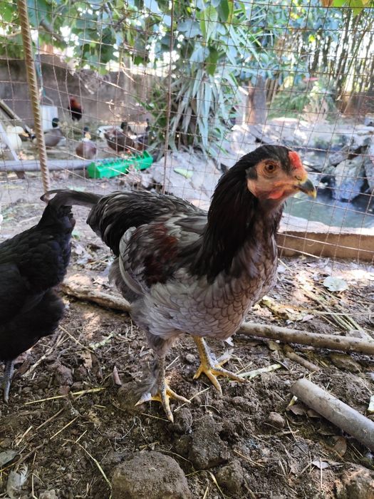 Galo Olive egger com 6 meses