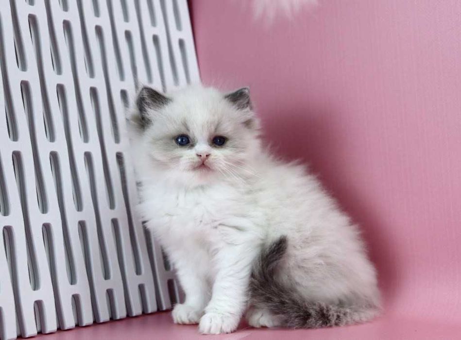 -РЕГДОЛЛ//Ragdoll-До резерву доступний кошеня регдолл, хлопчик, окрас блю біколор.