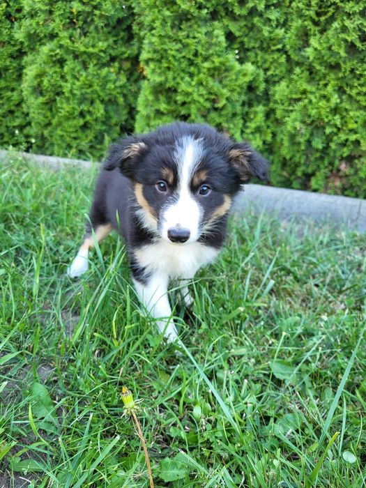 Szczeniak Border Collie suczka