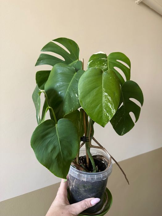 Monstera variegata