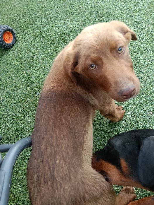 Cão jovem castanho