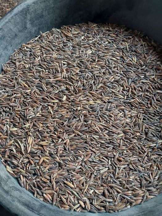 Owies gniady idealny dla koni drobiu lub pelet ekologiczny.