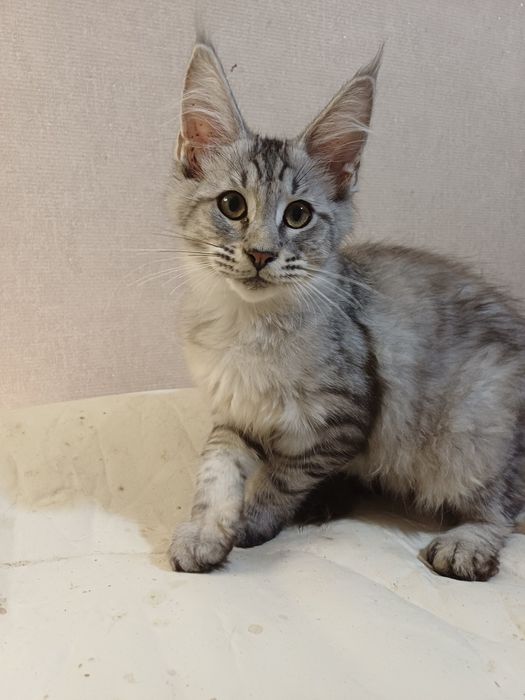 Блакитна срібна тигруля мейн кун