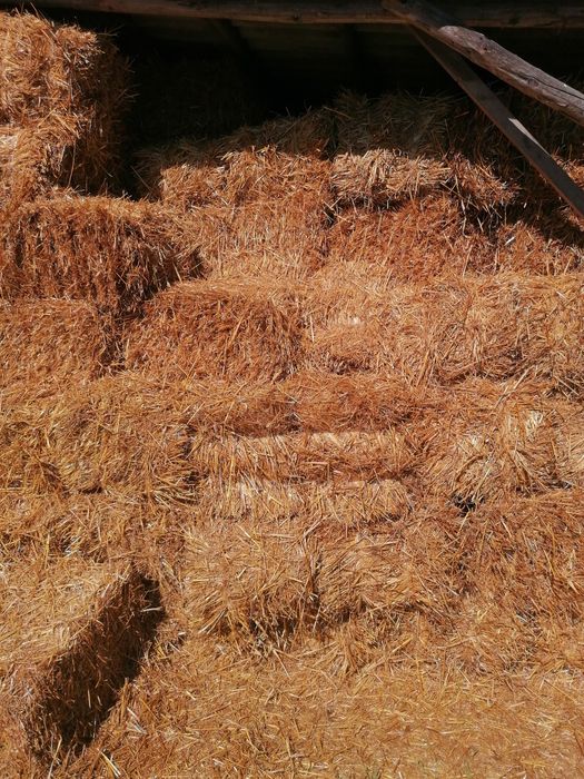 Słoma  kostka owsiana