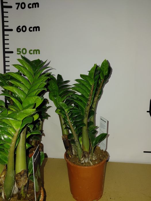 Zamioculcas zenzi, zamiokulkas 40-50cm WYSYŁKA