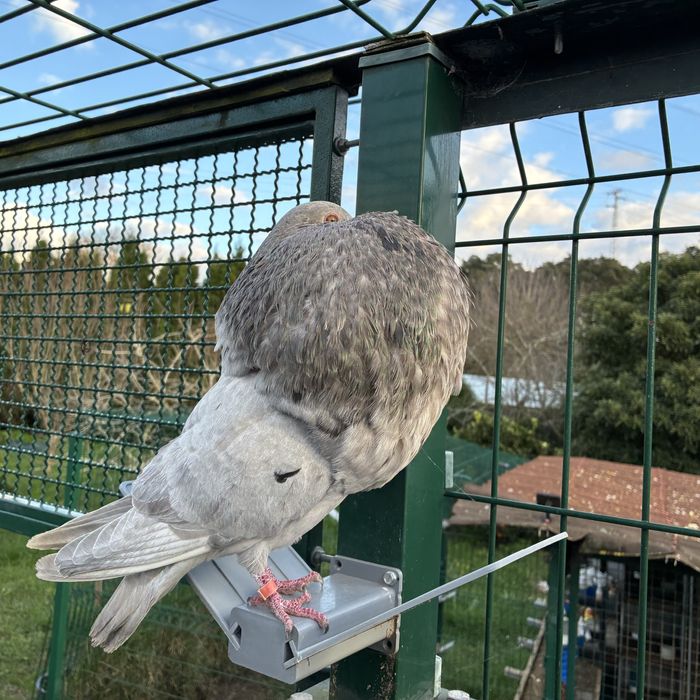 Pombos gaditanos em VNG