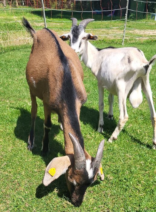 Koziołki i kózki na sprzedaż