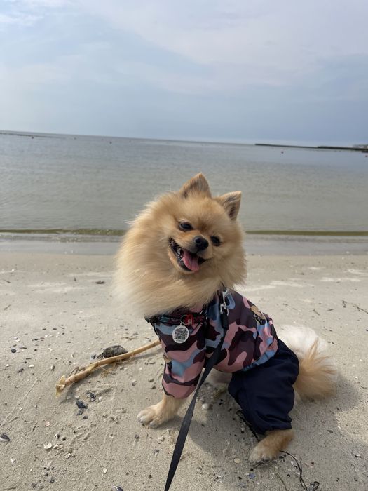 Ищу невесту