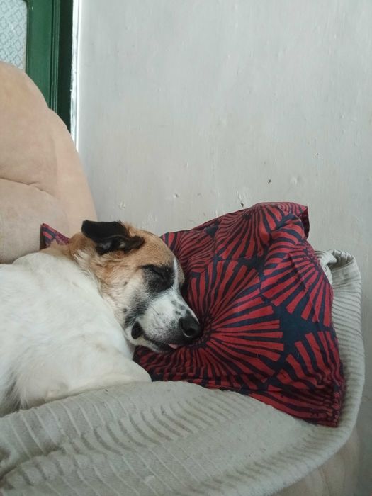DAr Cão para daoção