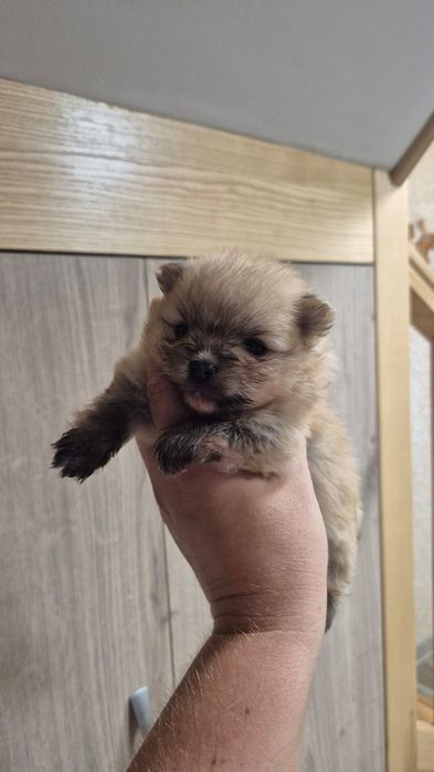Продам померанского шпица