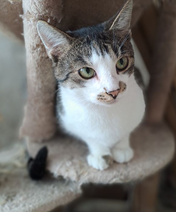 Fifik kocurek czeka na dom