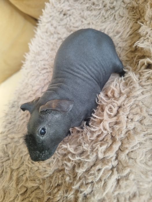 Sprzedam świnkę morską/ Kawia domowa Skinny samiczka