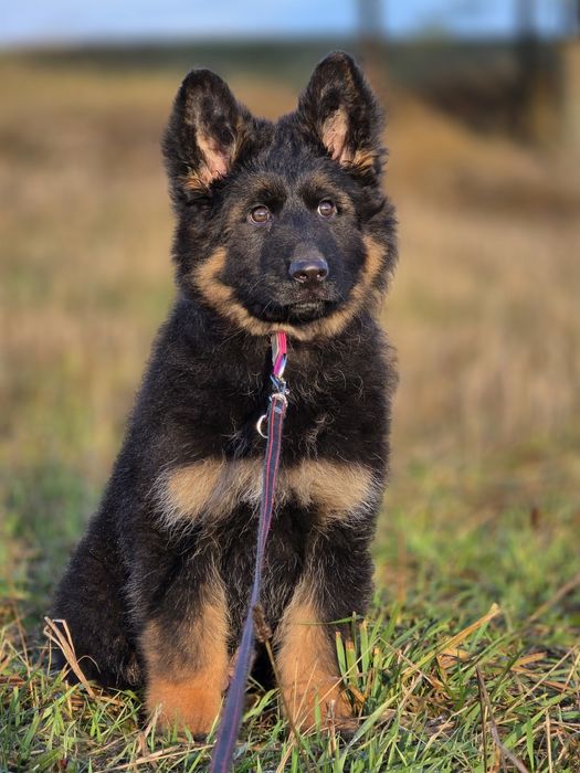 Suczka FREZJA  !!! Owczarek Niemieck Długowłosy !!!