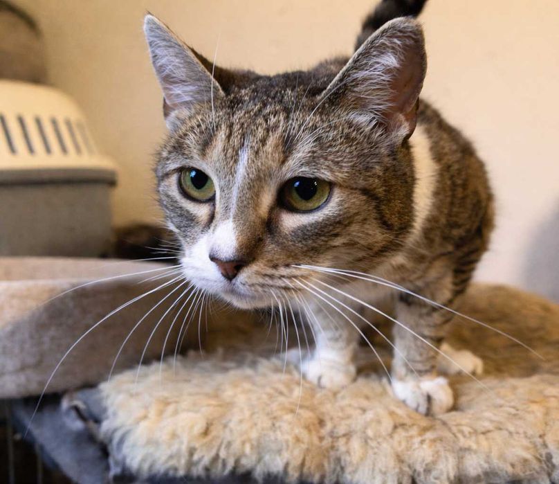 Poznań i okolice - kotka Miłka szuka domu